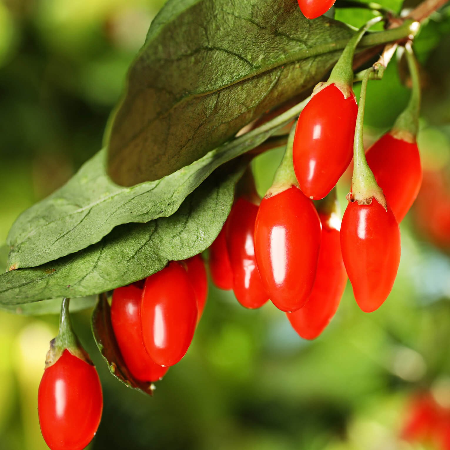 Baies de Goji