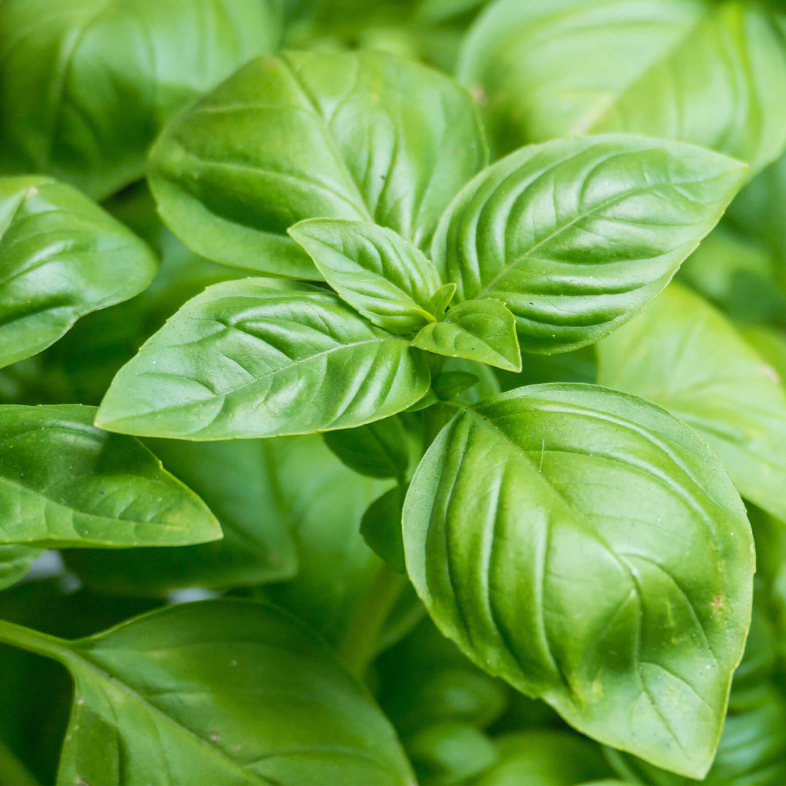 Sans-titre-6 Basilic