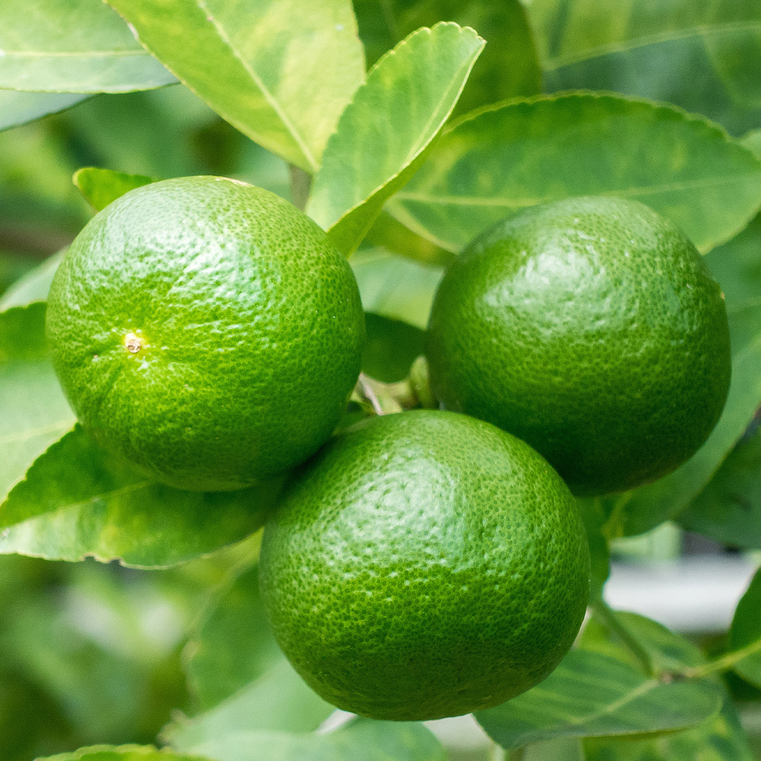 Sans-titre-6 Citron vert