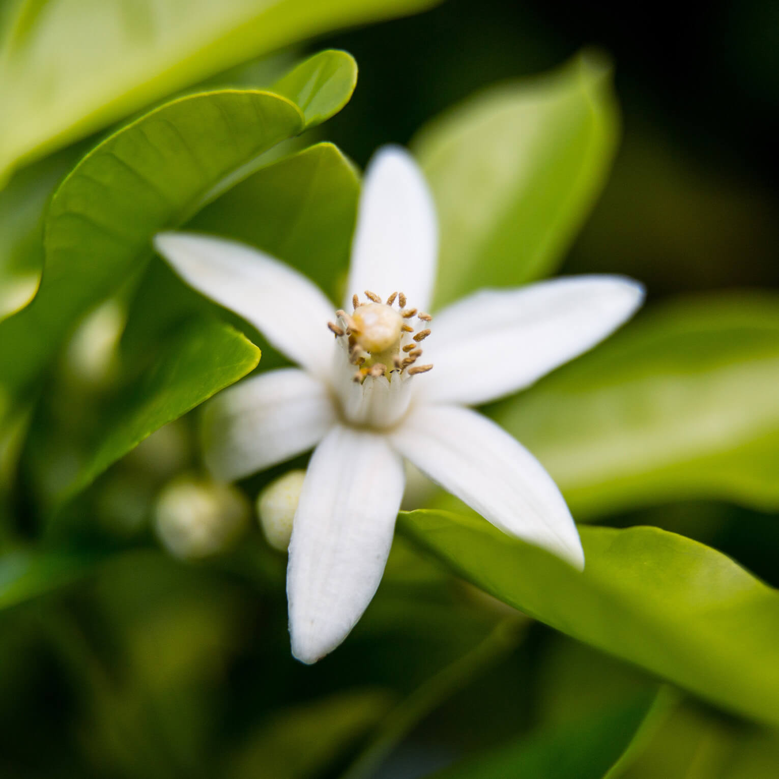 Sans-titre-5 Fleur d’oranger