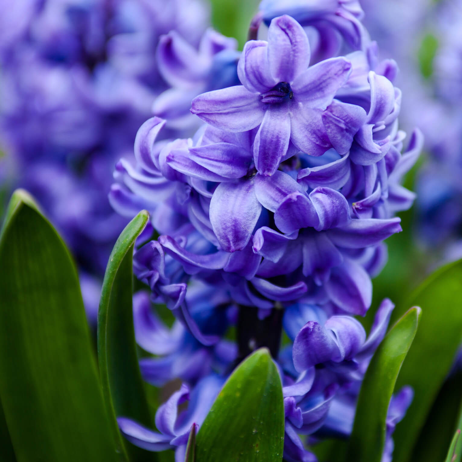 Sans-titre-5 Jacinthe bleue