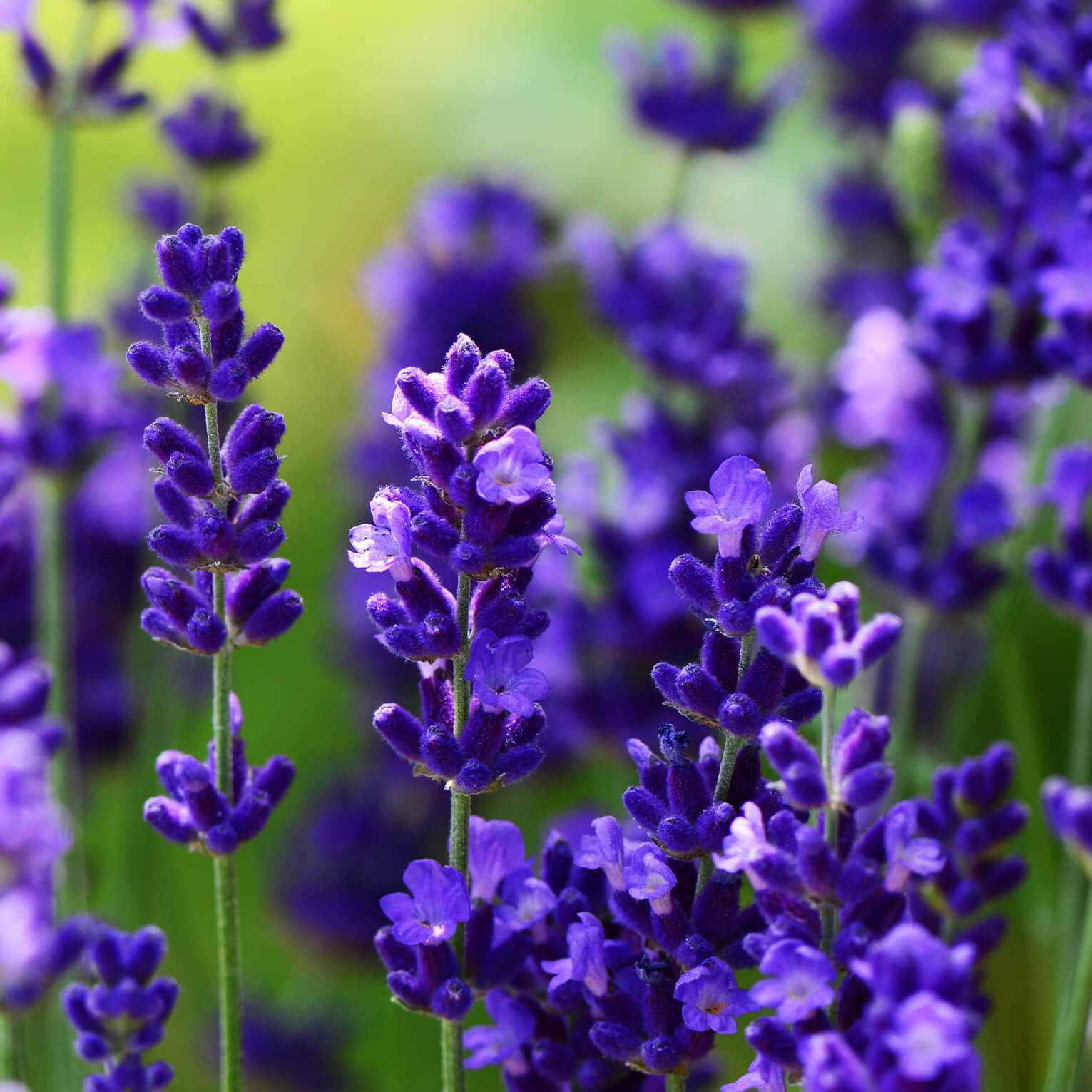 Sans-titre-6 Lavande