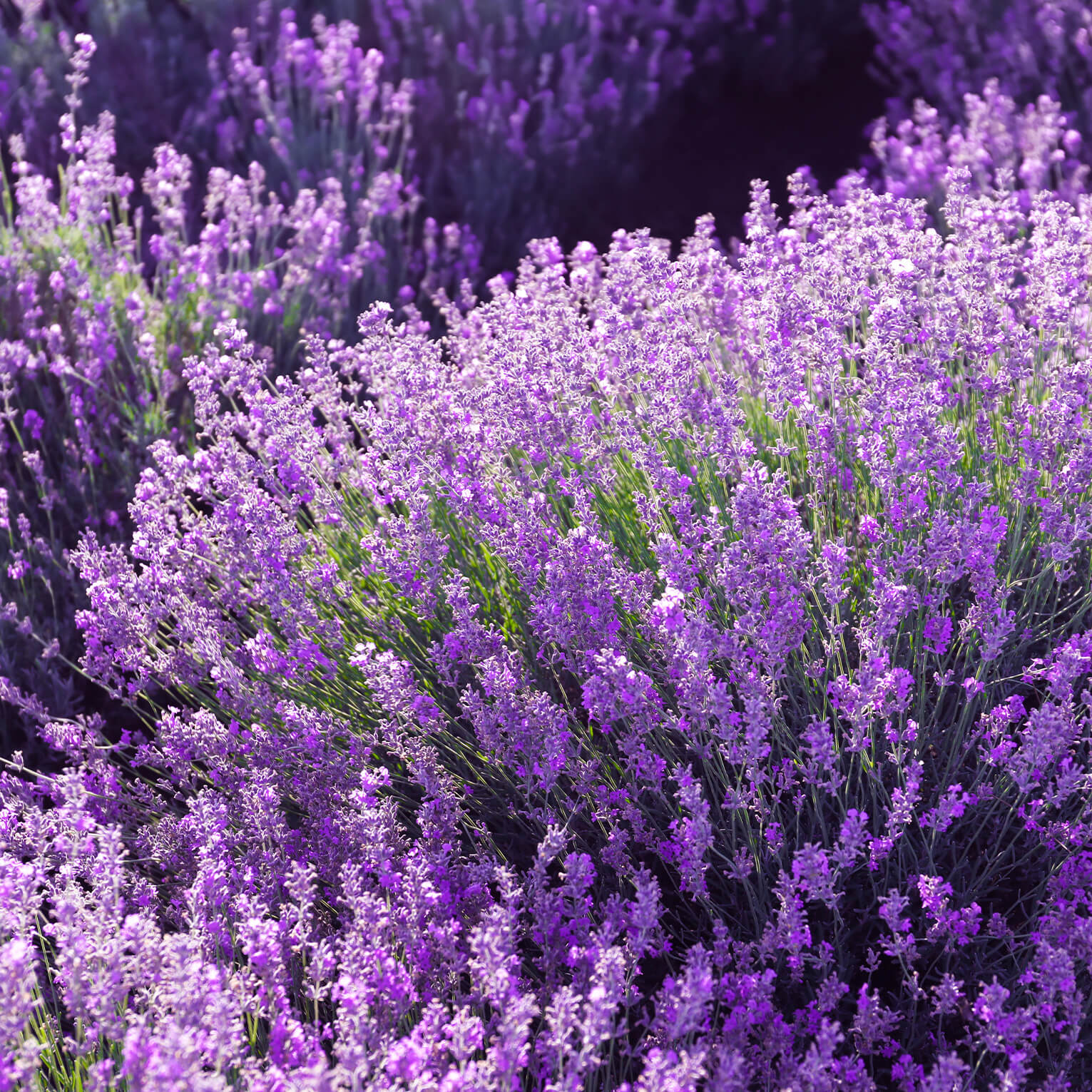 Sans-titre-5 Lavande