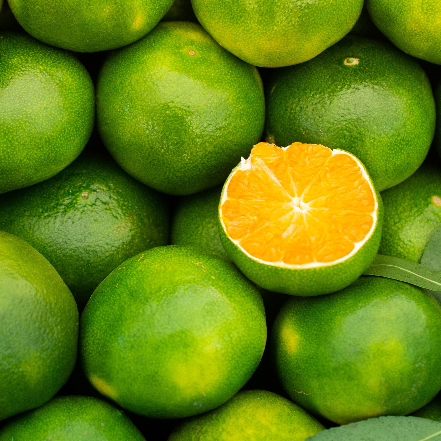 Sans-titre-6 Mandarine verte