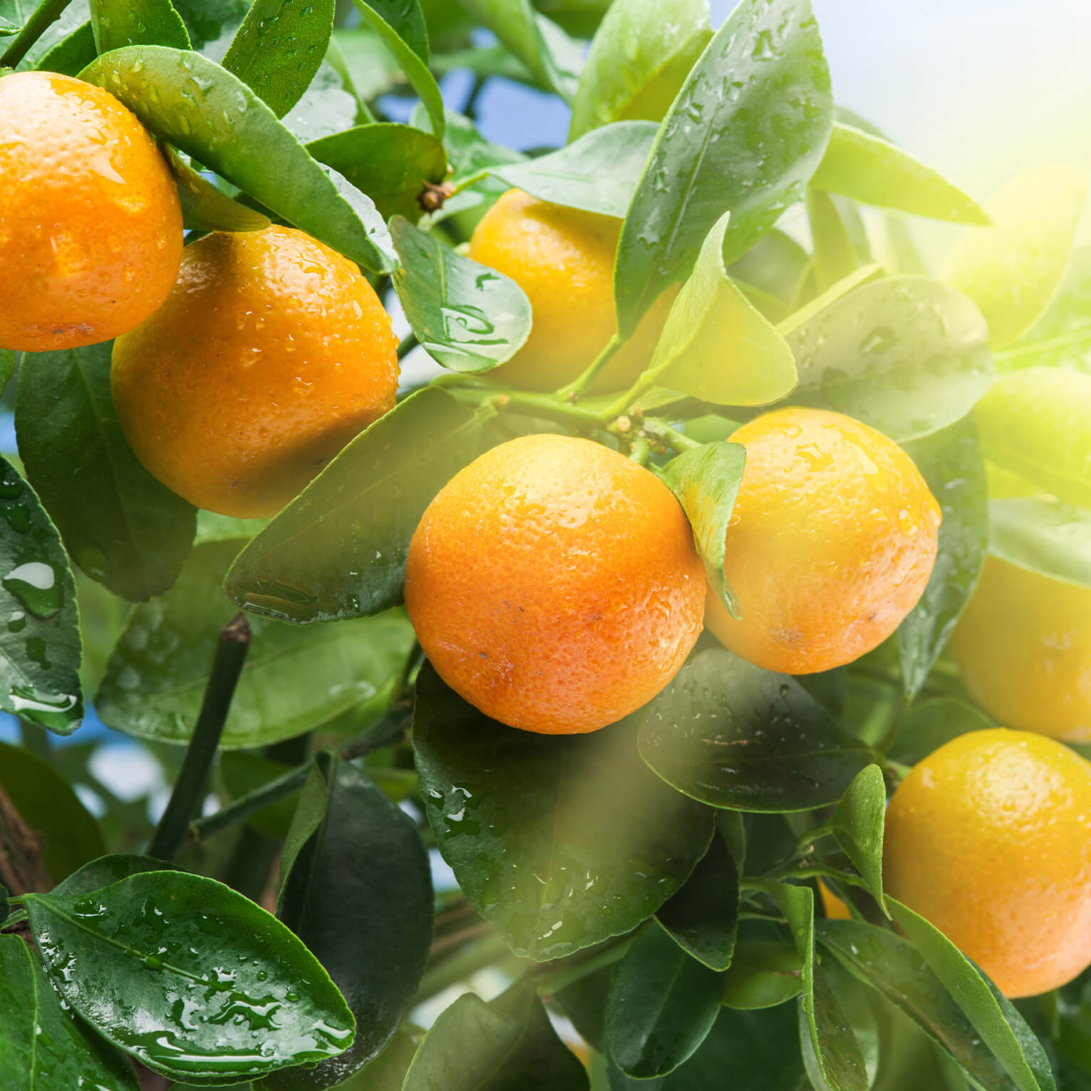 Sans-titre-6 Mandarine