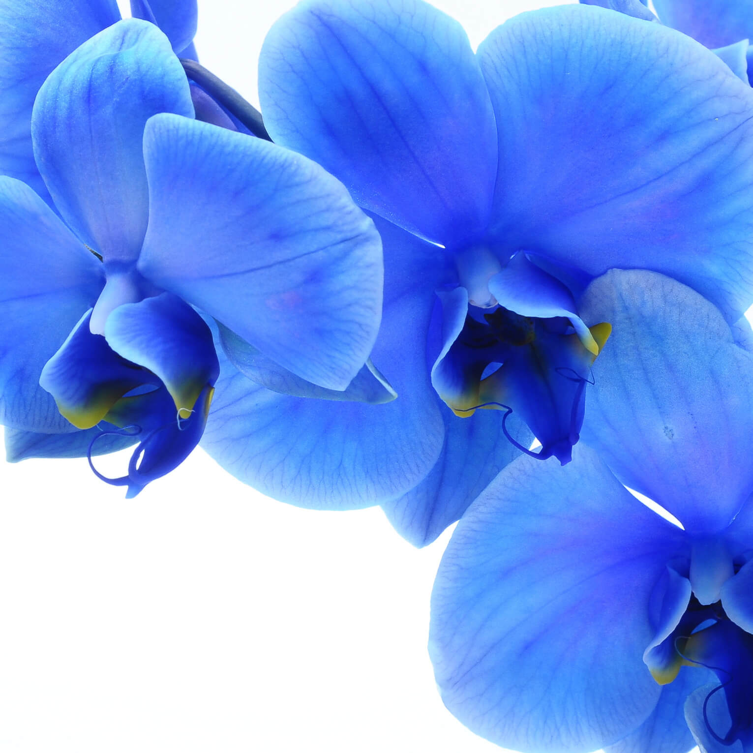 Orchidée bleue