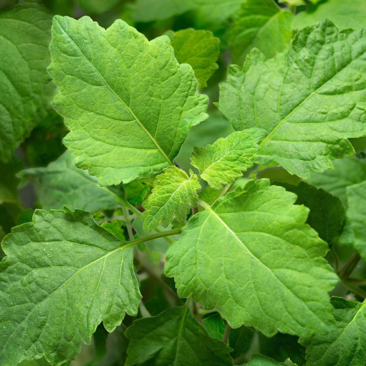 Sans-titre-4 Patchouli