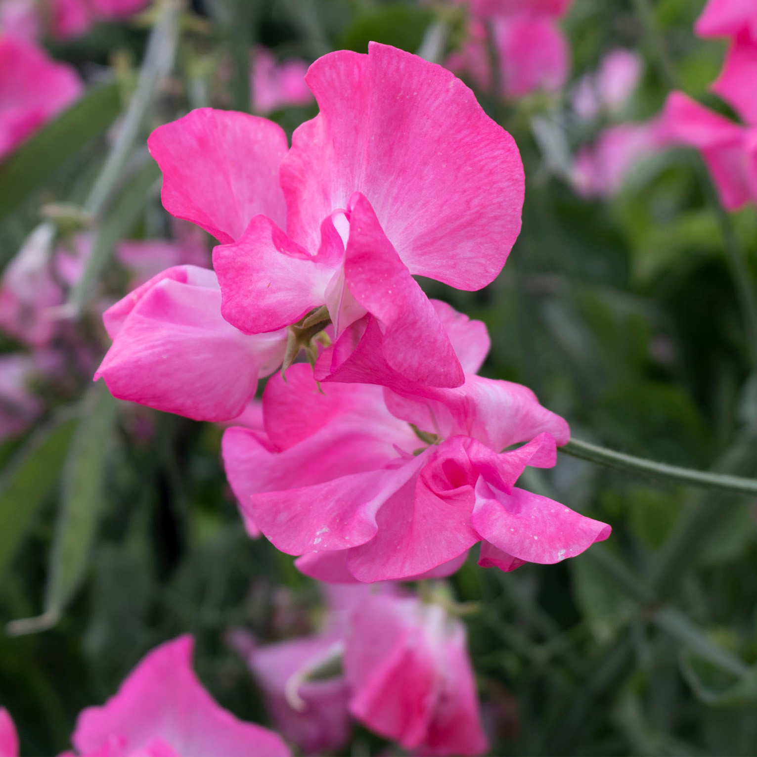 Sans-titre-5 Pois de senteur