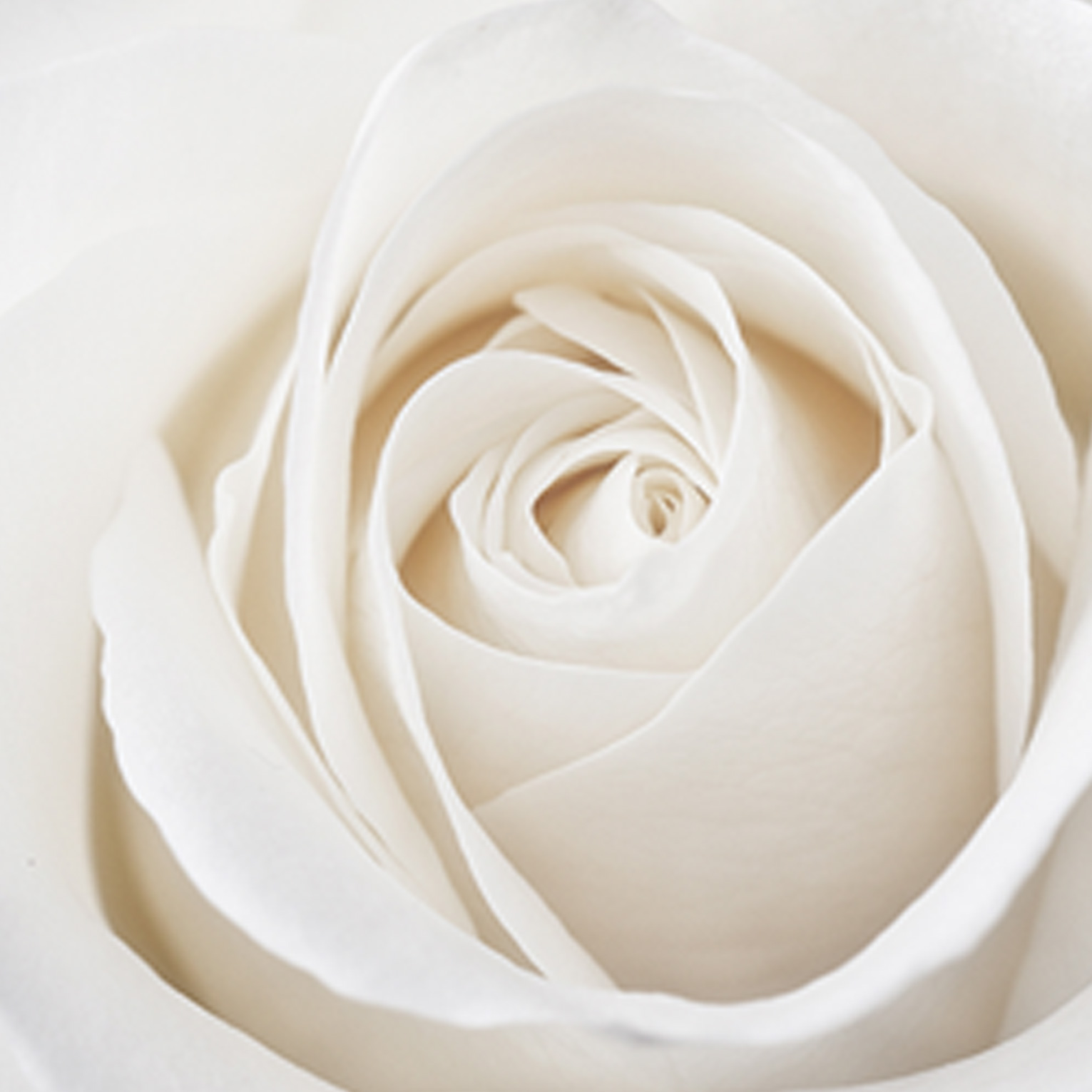 Rose d’Alba blanche