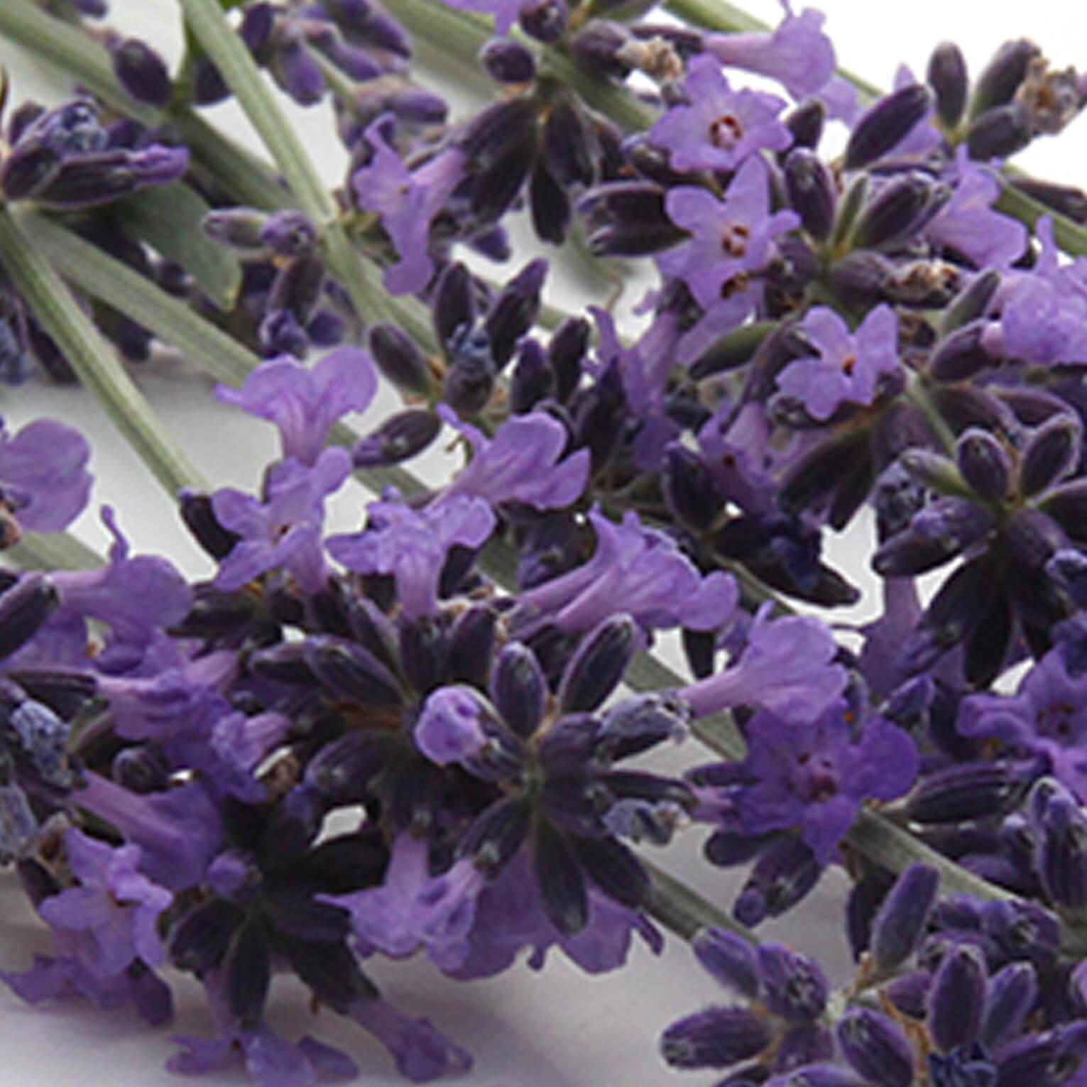 Sans-titre-5 Sauge sclarée