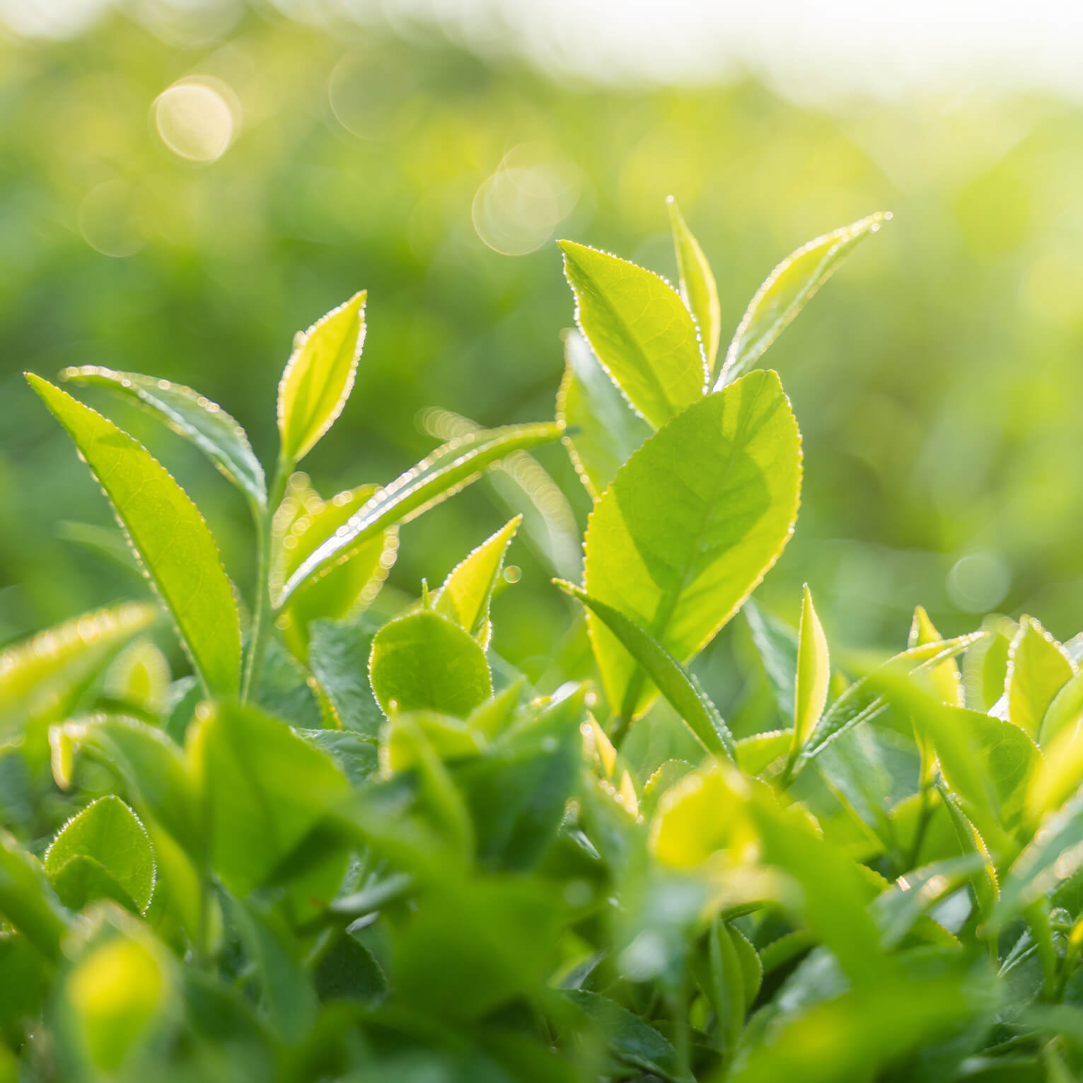 Sans-titre-5 Thé vert