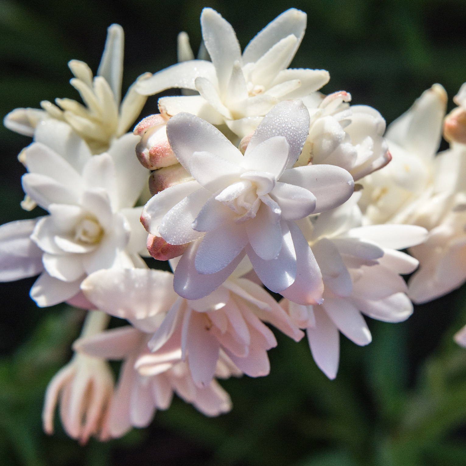 Sans-titre-5 Tubéreuse