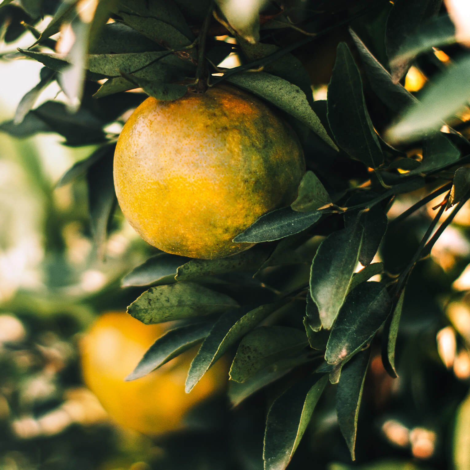 Sans-titre-6 Essence de citron