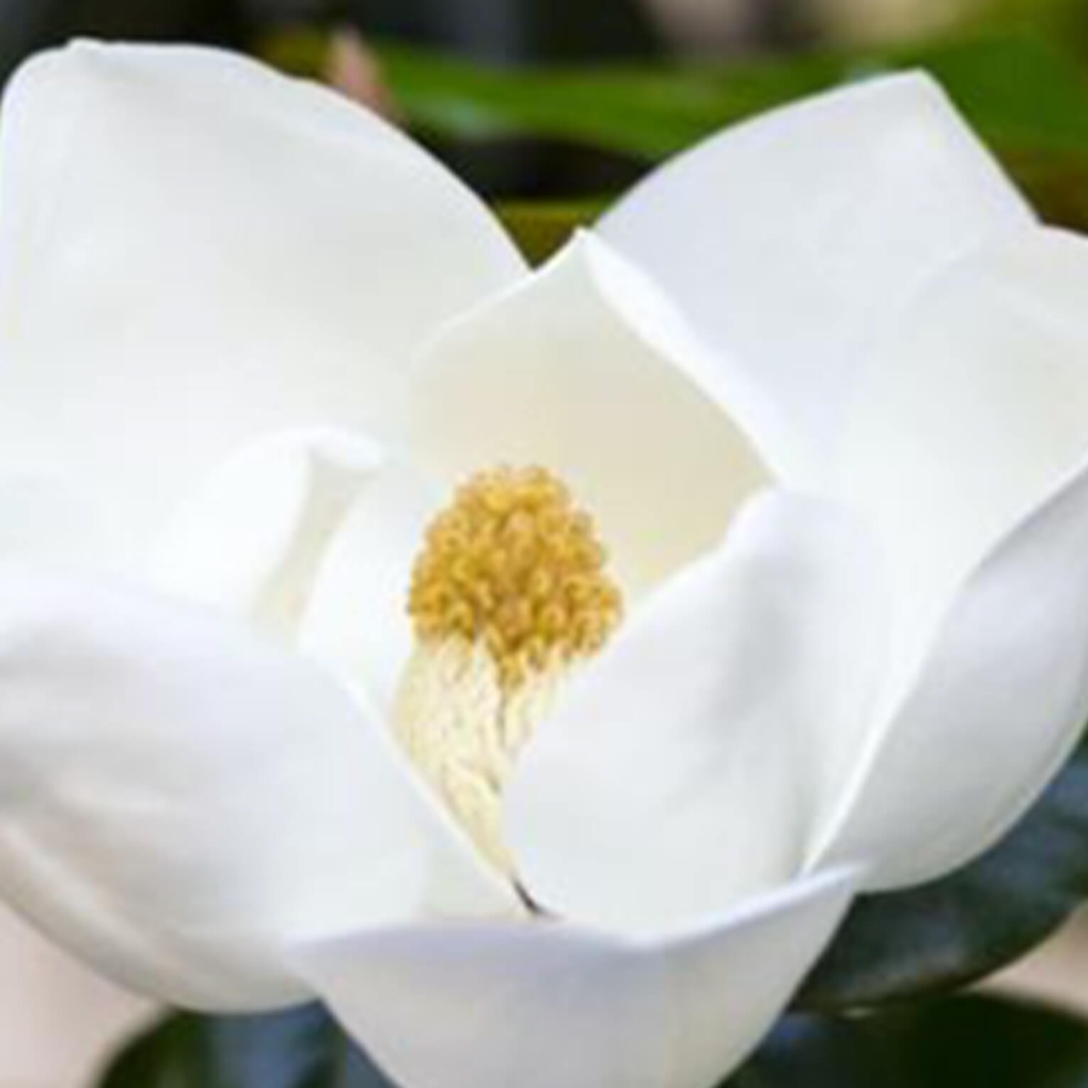 Sans-titre-5 Magnolia