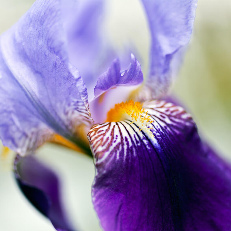 Iris