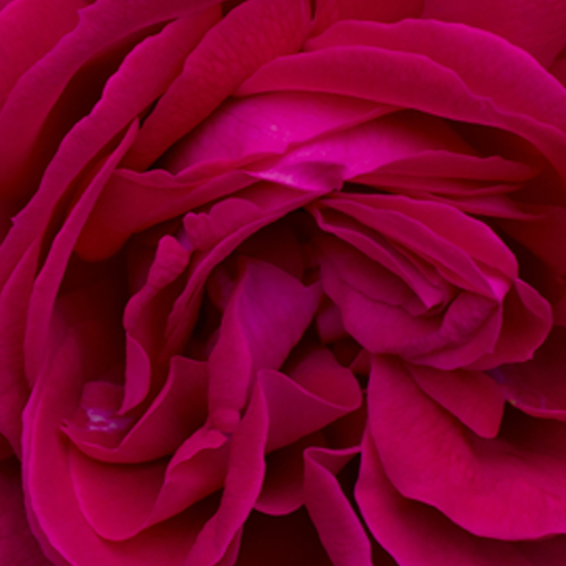 Rose impériale