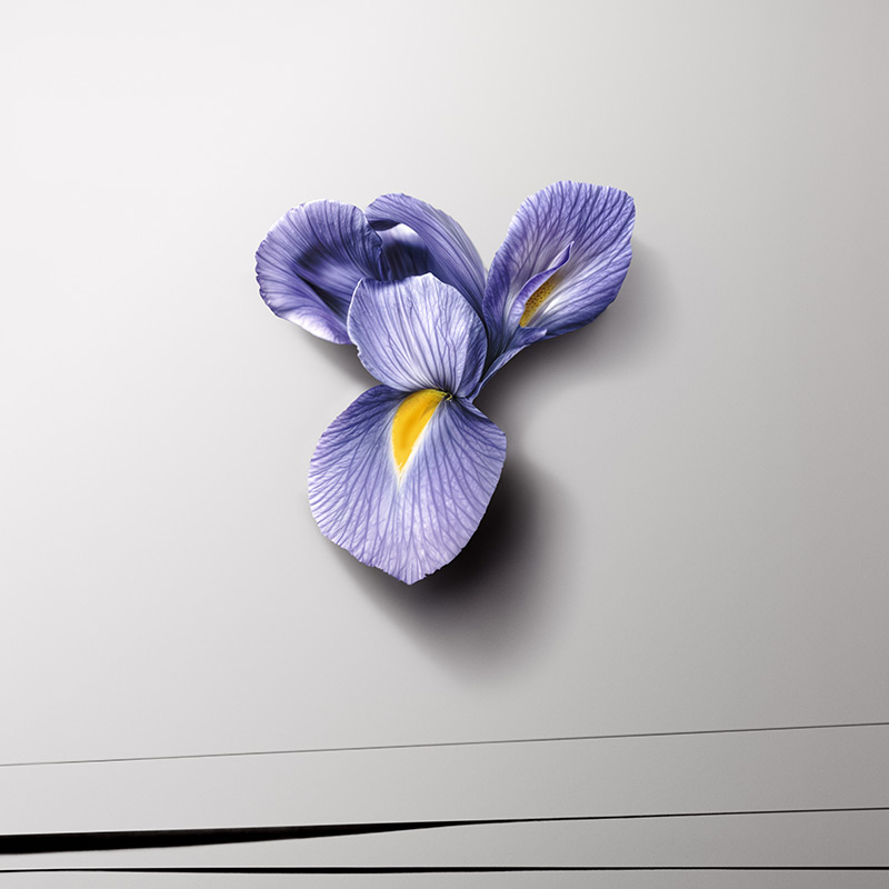 Sans-titre-5 Iris