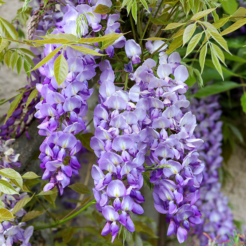 Glycine