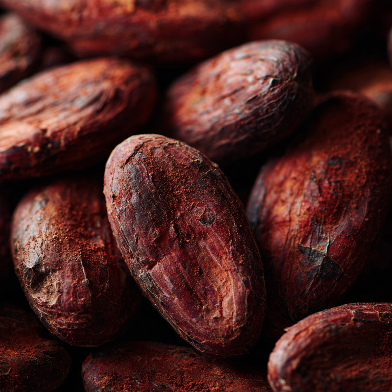 Sans-titre-4 Cacao