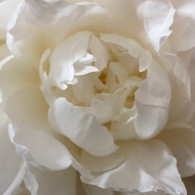 Sans-titre-5 Pivoine Blanche