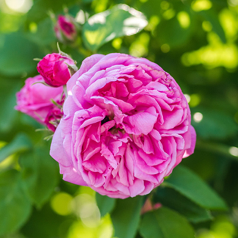 Sans-titre-5 Rose Bulgare